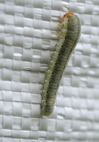 Sciapteryx costalis